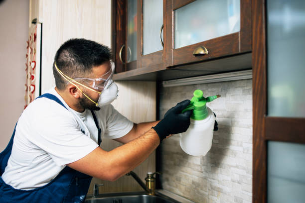 Best Termite Control Services  in Park City, MT