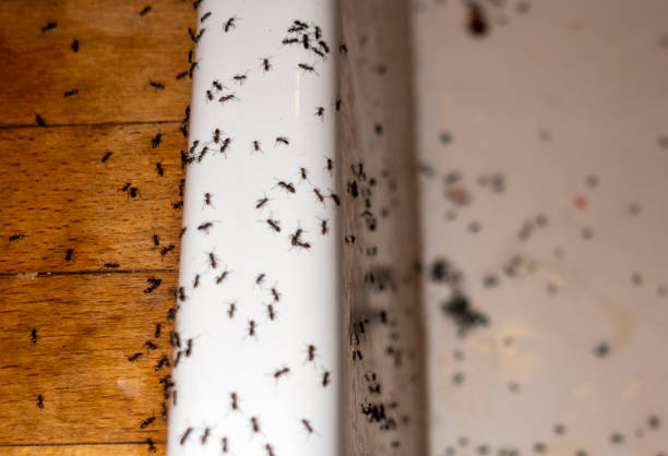  Park City, MT Pest Control Pros