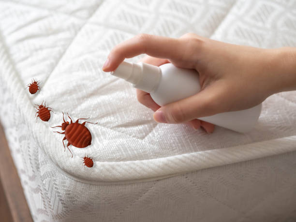 Flea Control Services in Park City, MT