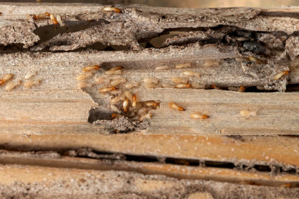Best Ant Control Services  in Park City, MT