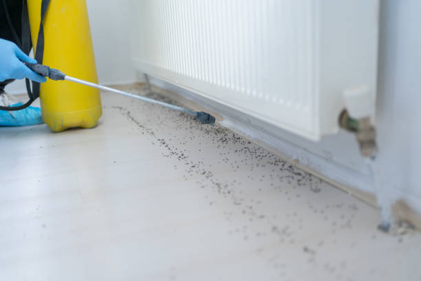 Best Affordable Pest Control Services  in Park City, MT